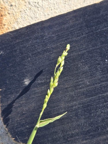 Texas Signalgrass (Urochloa texana)