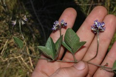 Dolichos decumbens