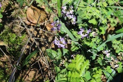 Dolichos decumbens