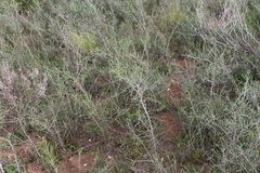 Aspalathus hispida albiflora
