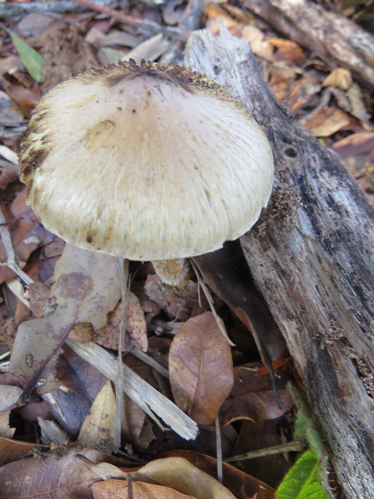 Pseudosperma sororium · November 2025 · photo: © garth_harwood (iNaturalist, cc-by)