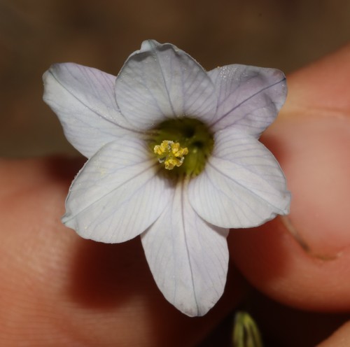 Image of Ixia capillaris by (c) Brian du Preez, some rights reserved (CC BY-SA)