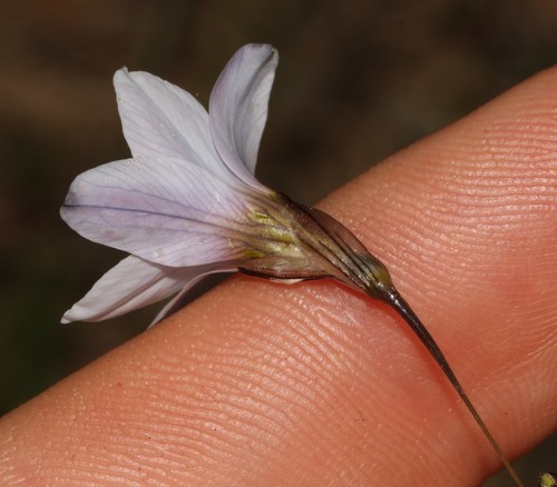 Image of Ixia capillaris by (c) Brian du Preez, some rights reserved (CC BY-SA)