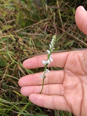 Spiranthes lacera lacera