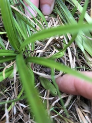 Spiranthes lacera lacera
