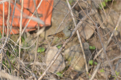 Emberiza spodocephala