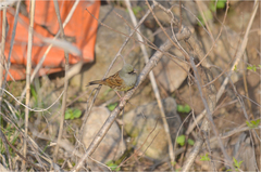 Emberiza spodocephala
