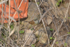 Emberiza spodocephala