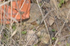 Emberiza spodocephala