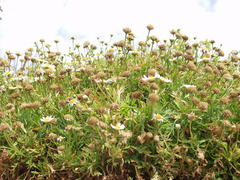 Argyranthemum frutescens succulentum