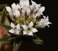 Euchaetis schlechteri