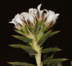 Euchaetis schlechteri