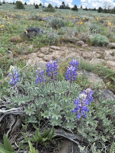 rock lupine (Lupinus saxosus)