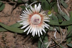 Acrodon subulatus
