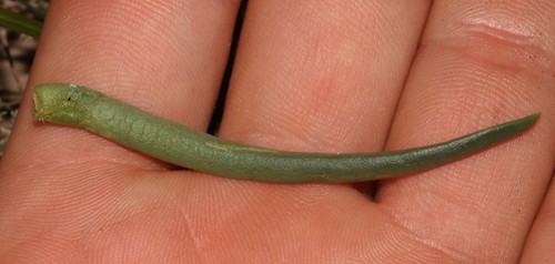 Image of Overberg Tiptoothfig (Acrodon subulatus) by (c) Brian du Preez, some rights reserved (CC BY-SA)