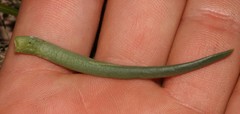 Acrodon subulatus
