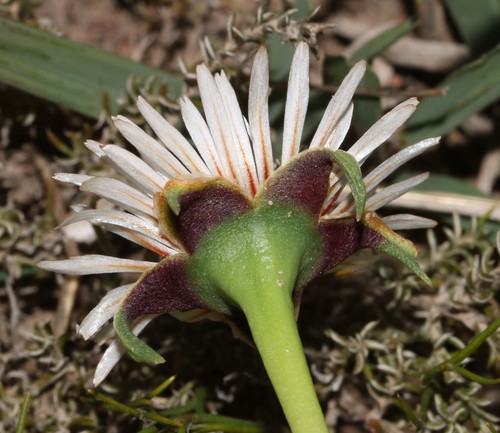 Image of Acrodon subulatus by (c) Brian du Preez, some rights reserved (CC BY-SA)