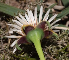 Acrodon subulatus