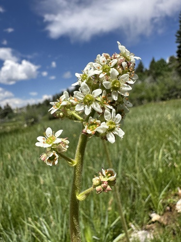Oregon Saxifrage (Micranthes oregana)