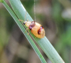 Monolepta bifasciata