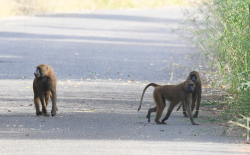 Guinea Baboon