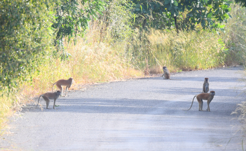 Western Patas Monkey