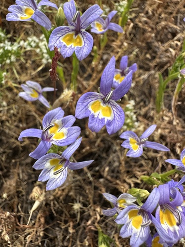 Bach's calicoflower (Downingia bacigalupii)
