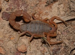 Parabuthus planicauda
