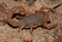 Parabuthus planicauda