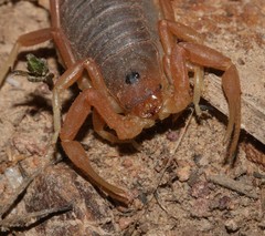 Parabuthus planicauda