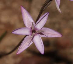 Hesperantha fibrosa