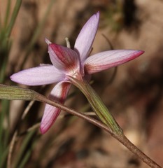 Hesperantha fibrosa