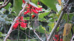 Aethopyga gouldiae