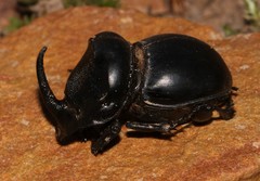 Copris sphaeropterus