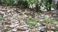 Dendronanthus indicus