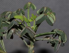 Oxalis livida livida