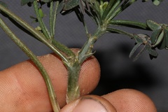 Oxalis livida livida