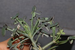 Oxalis livida livida