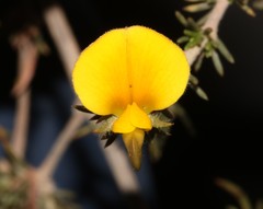 Aspalathus cliffortioides