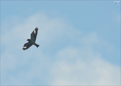 Eurystomus orientalis