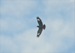 Eurystomus orientalis