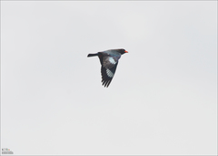 Eurystomus orientalis