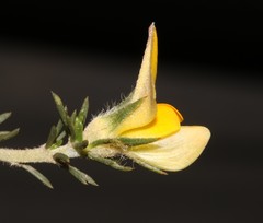 Aspalathus cliffortioides