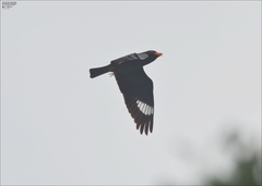 Eurystomus orientalis