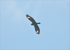 Eurystomus orientalis