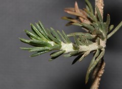 Aspalathus cliffortioides