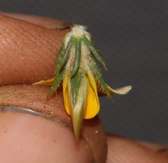 Aspalathus cliffortioides