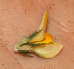 Aspalathus cliffortioides