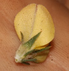 Aspalathus cliffortioides