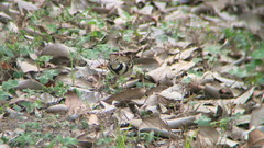 Dendronanthus indicus